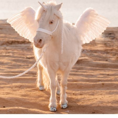 Live Pegasus / Alicorn / Unicorn with Wings in San Diego - attends birthday parties, kids events, private meet ups and more