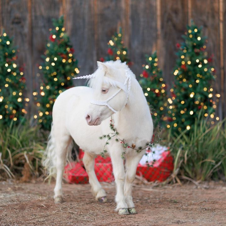 Christmas Unicorn Photoshoot San Diego