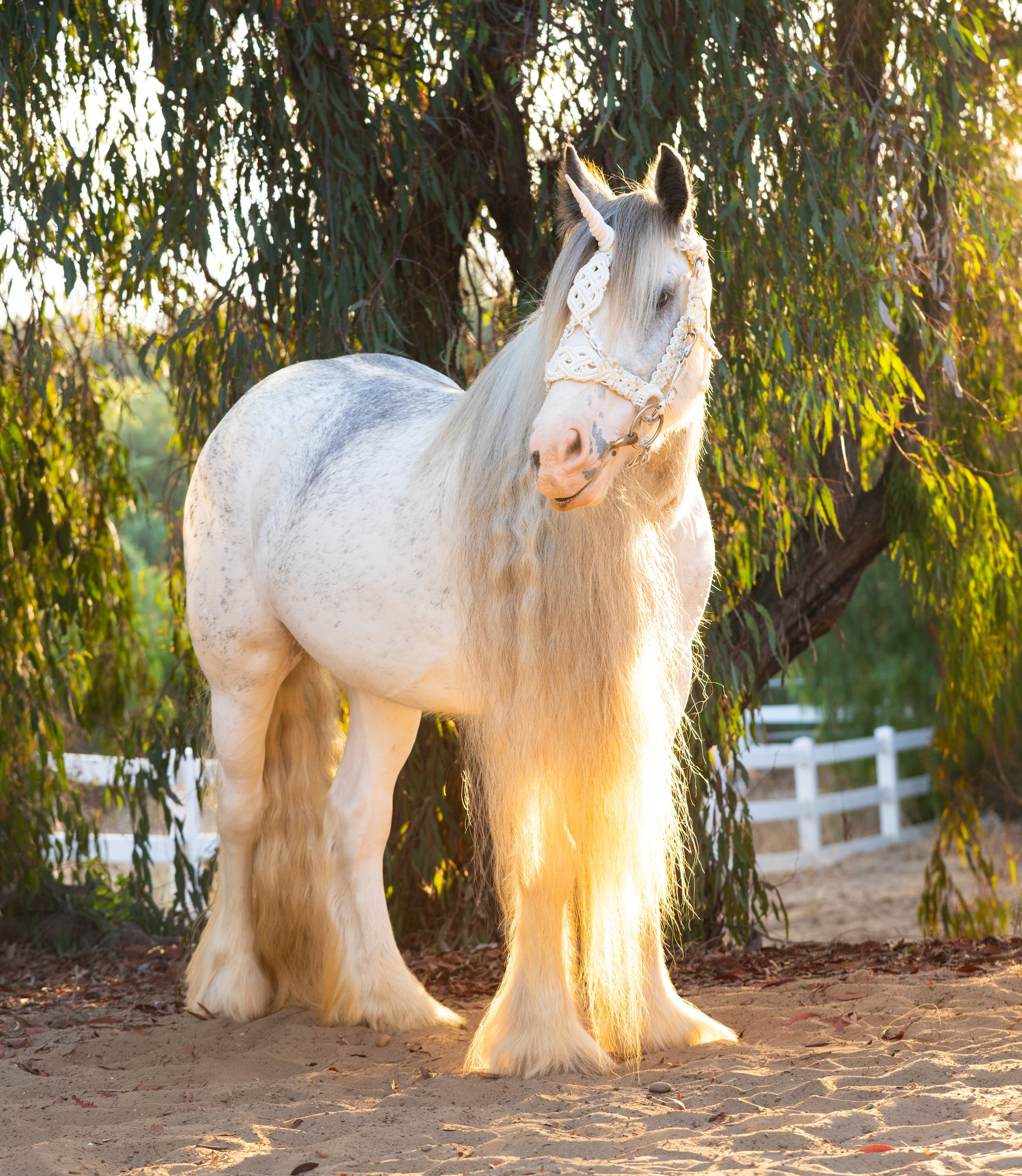 quinceanera photoshoot with gypsy vanner horse in San Diego
