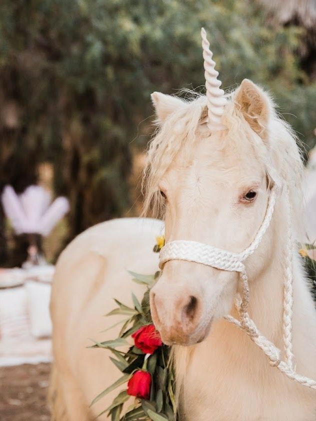 Ride On Posh – San Diego, CA – The Posh Unicorn Ride On Posh – San Diego, CA – The Posh Unicorn