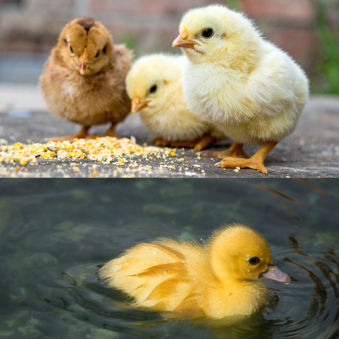 Three chicks near feed and a yellow duckling in water.