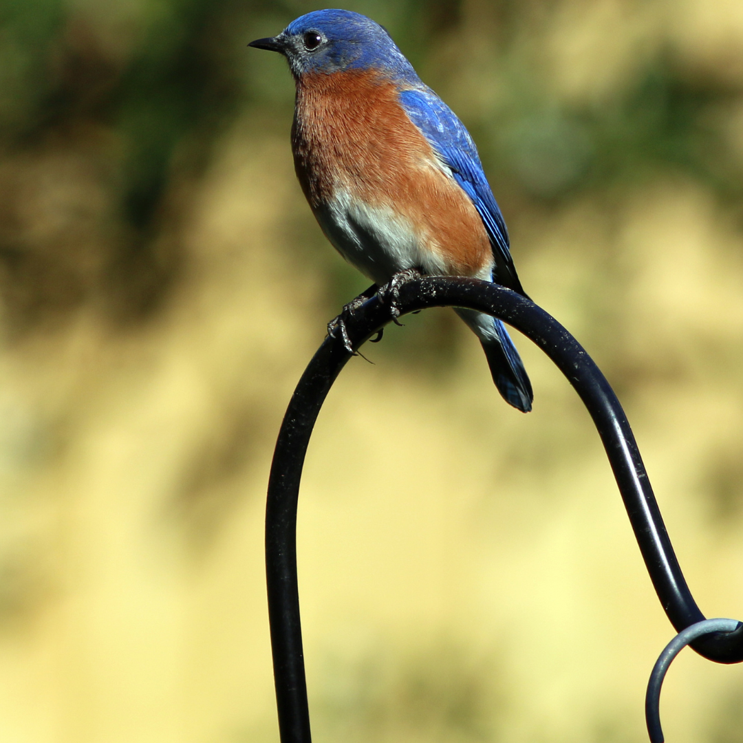 Bluebird with blue wings and orange chest perched on a black metal hook, against a blurred yellow background.