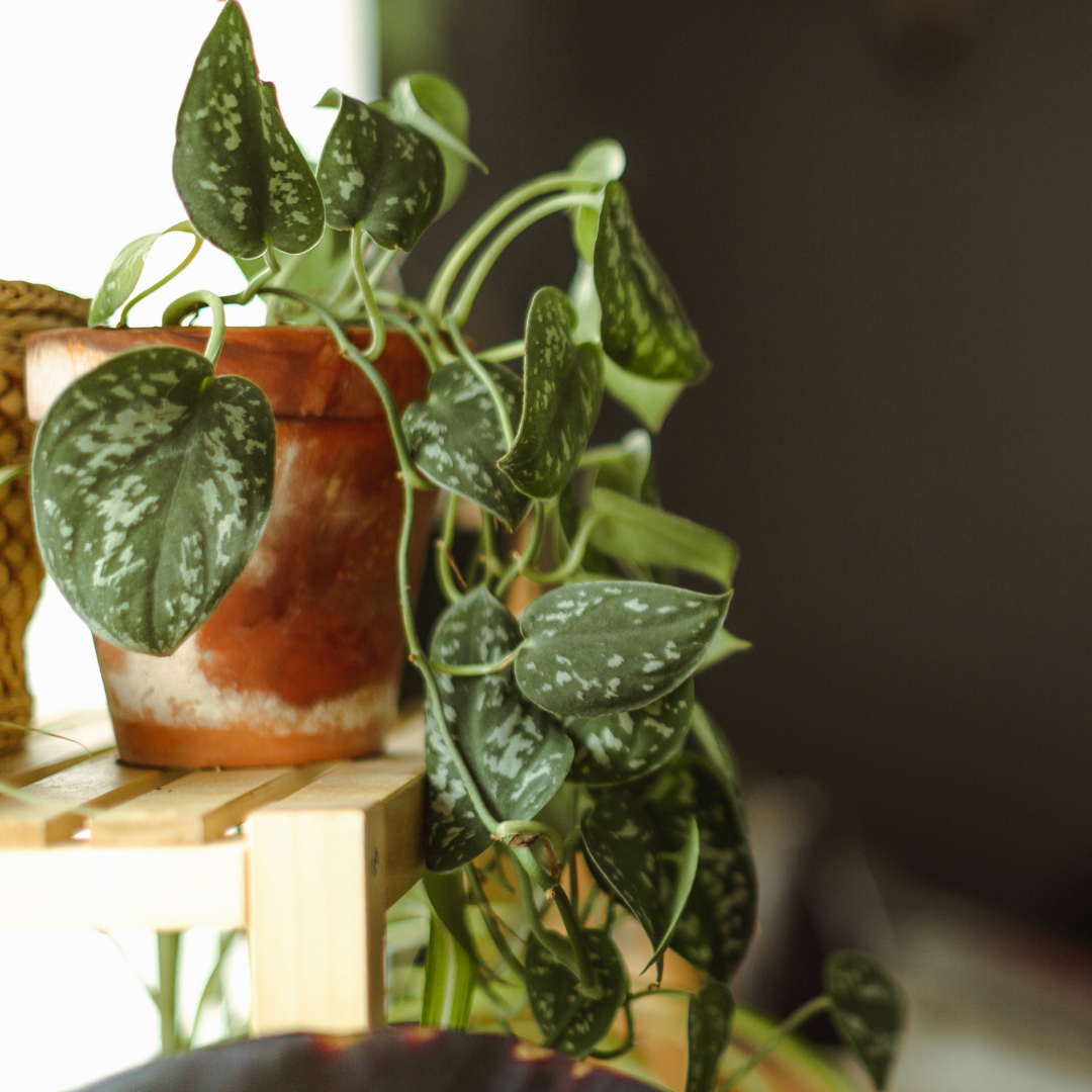 House plant