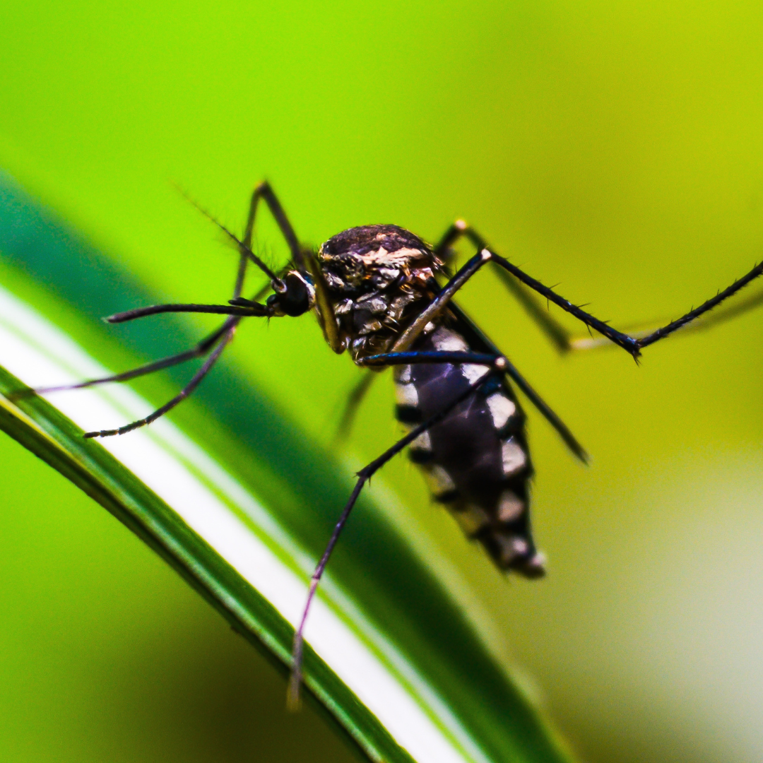 Mosquito perched on a green plant stem, black and white markings, green background.