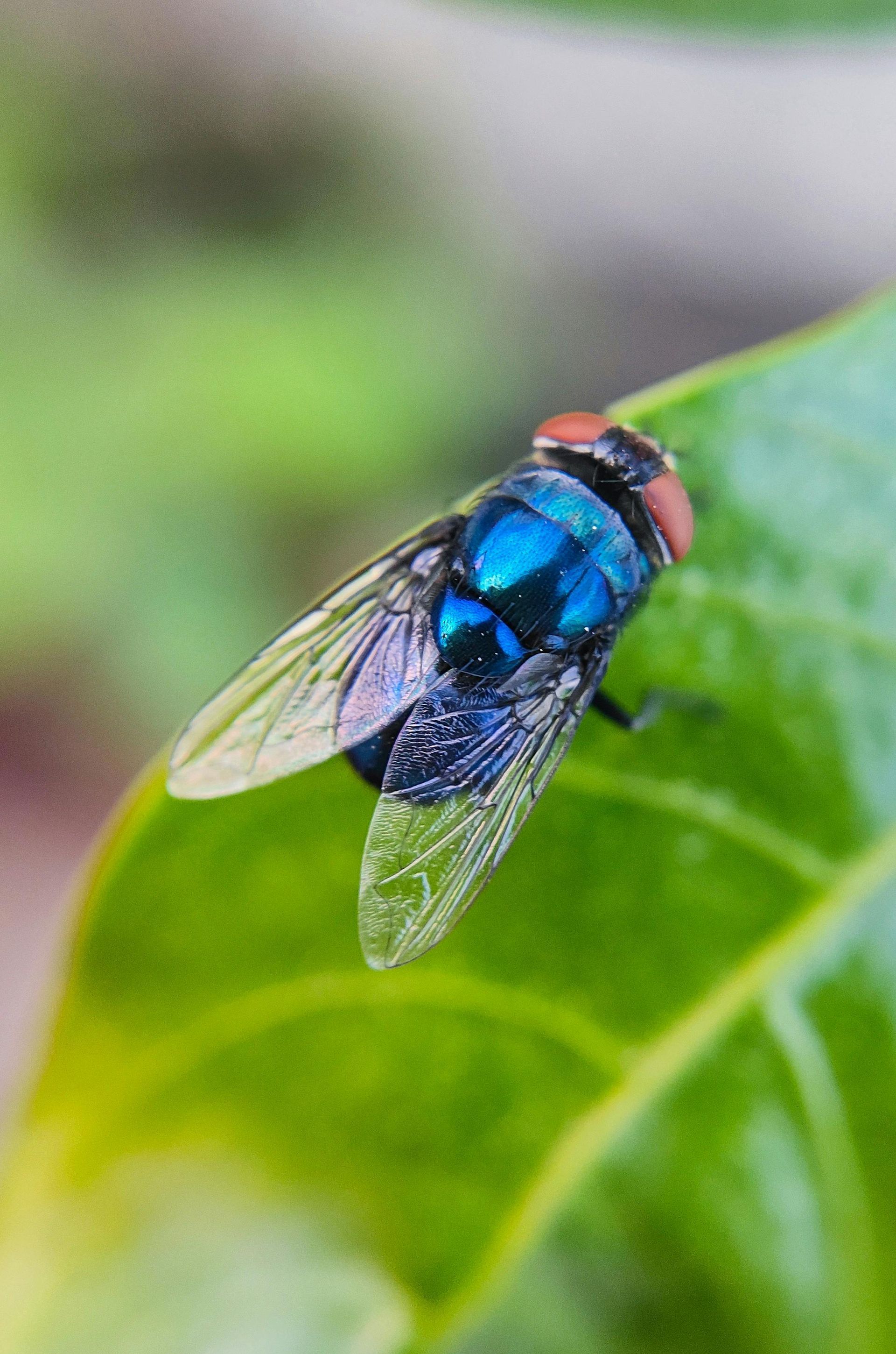 Blue bottle fly on a green leaf.