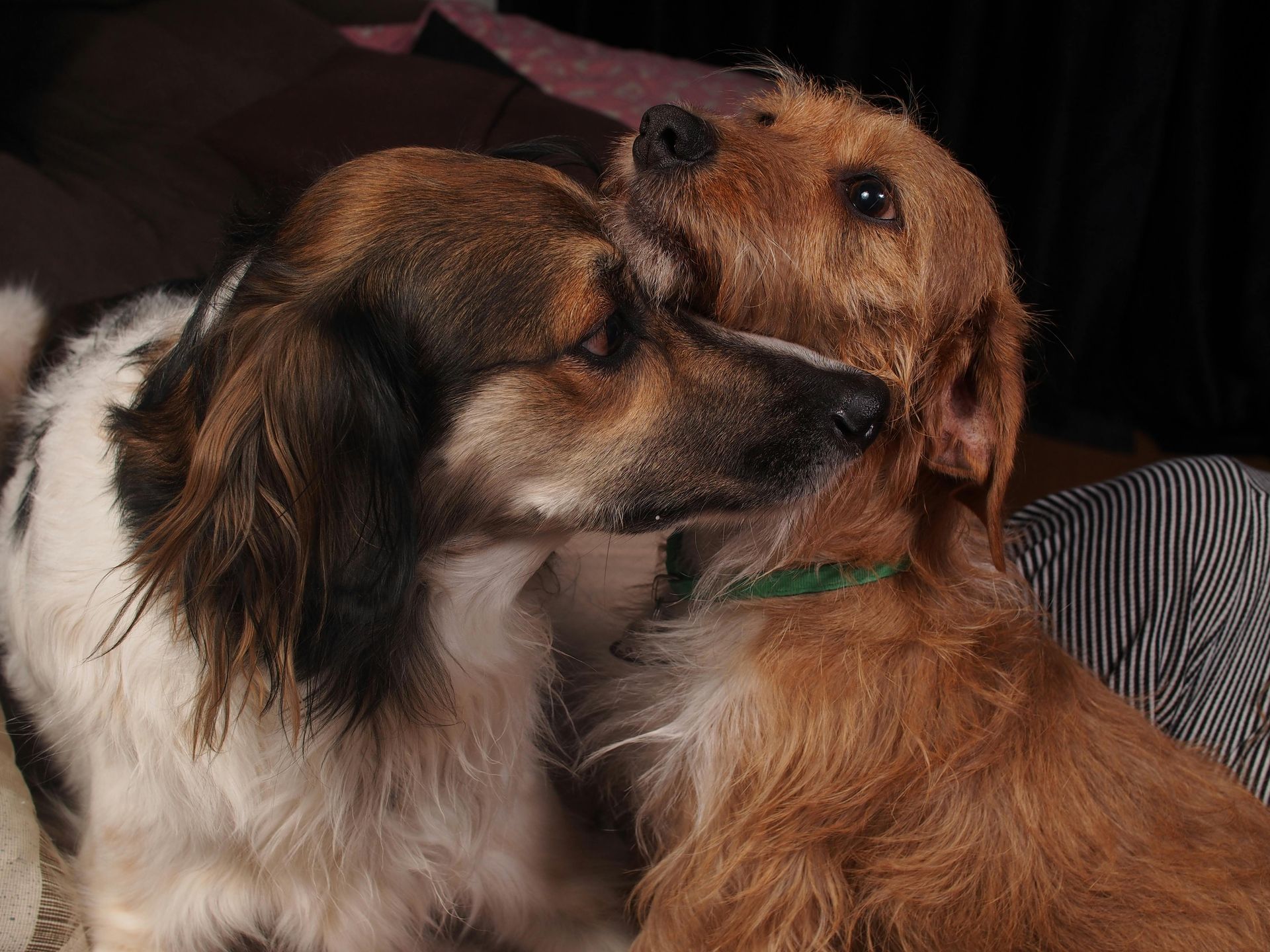 Two dogs, one white and brown, the other reddish-brown, nuzzle each other affectionately.