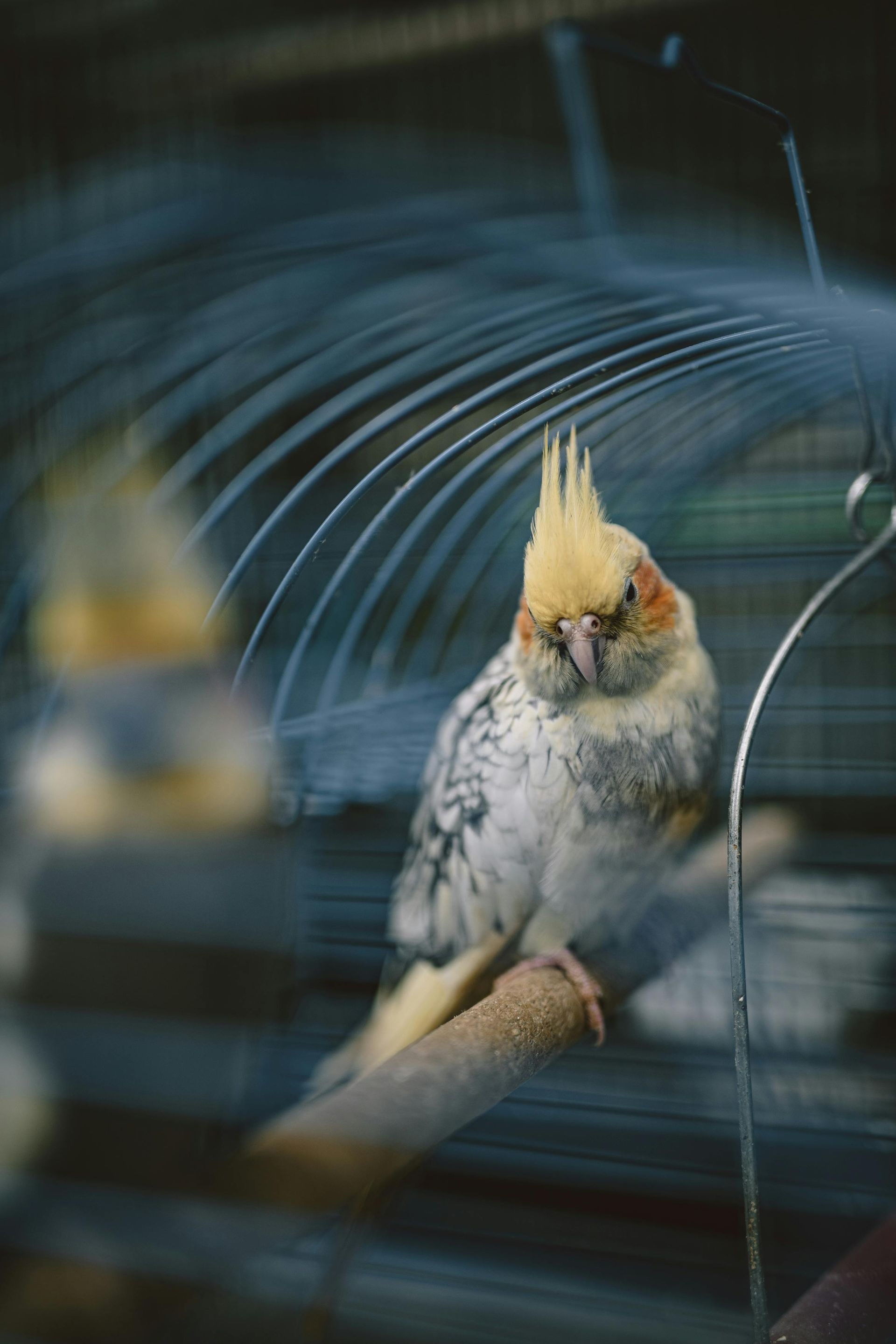 Cockatiel with yellow crest perched in a cage, looking forward.