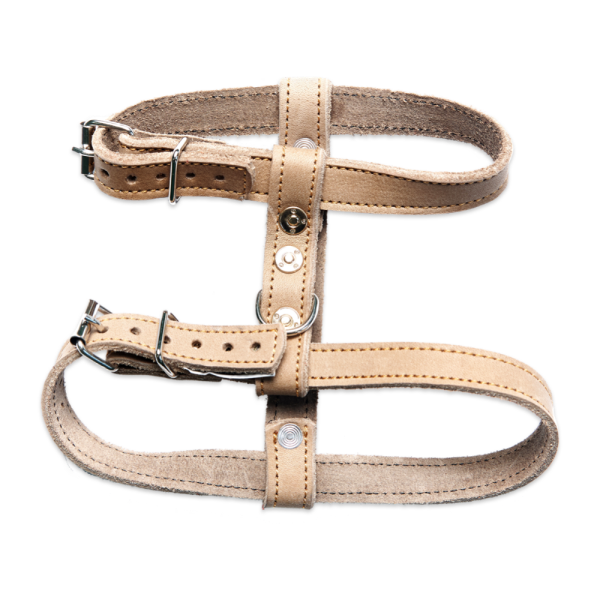 Tan leather dog harness with adjustable buckles.