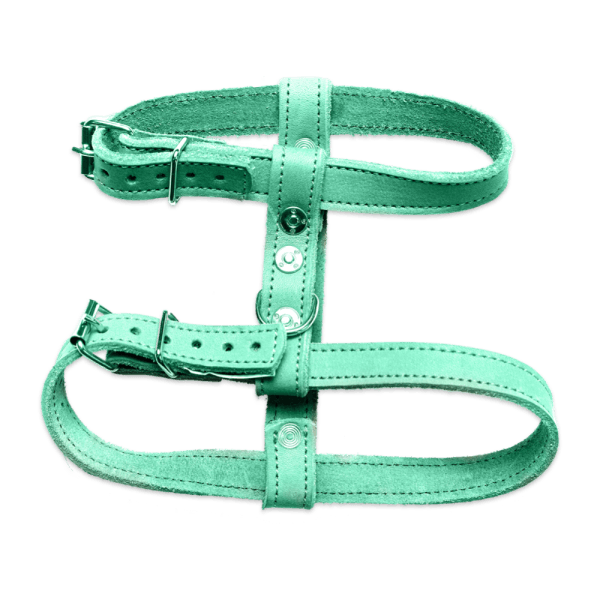 Mint-green leather dog harness with adjustable straps and buckles.
