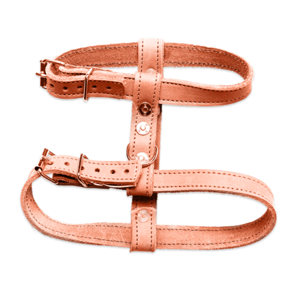 Tan leather dog harness with buckles.