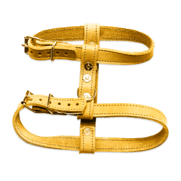 Yellow leather dog harness with adjustable straps and metal buckles.