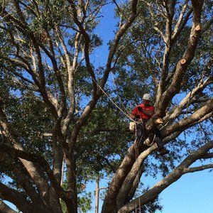 Jeff Mobley Tree Service handles removing trees that have to come down, keeping healthy trees healthy, and clearing land for building