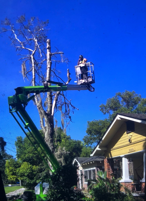 Jeff Mobley Tree Service removing a tree beside a home in Murray Hill, FL