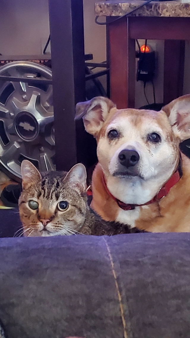 A special-needs pet cared for at The Big Dog House