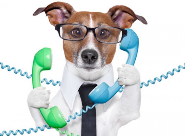 Dog in glasses and tie holding a green and blue phone receiver on a white background