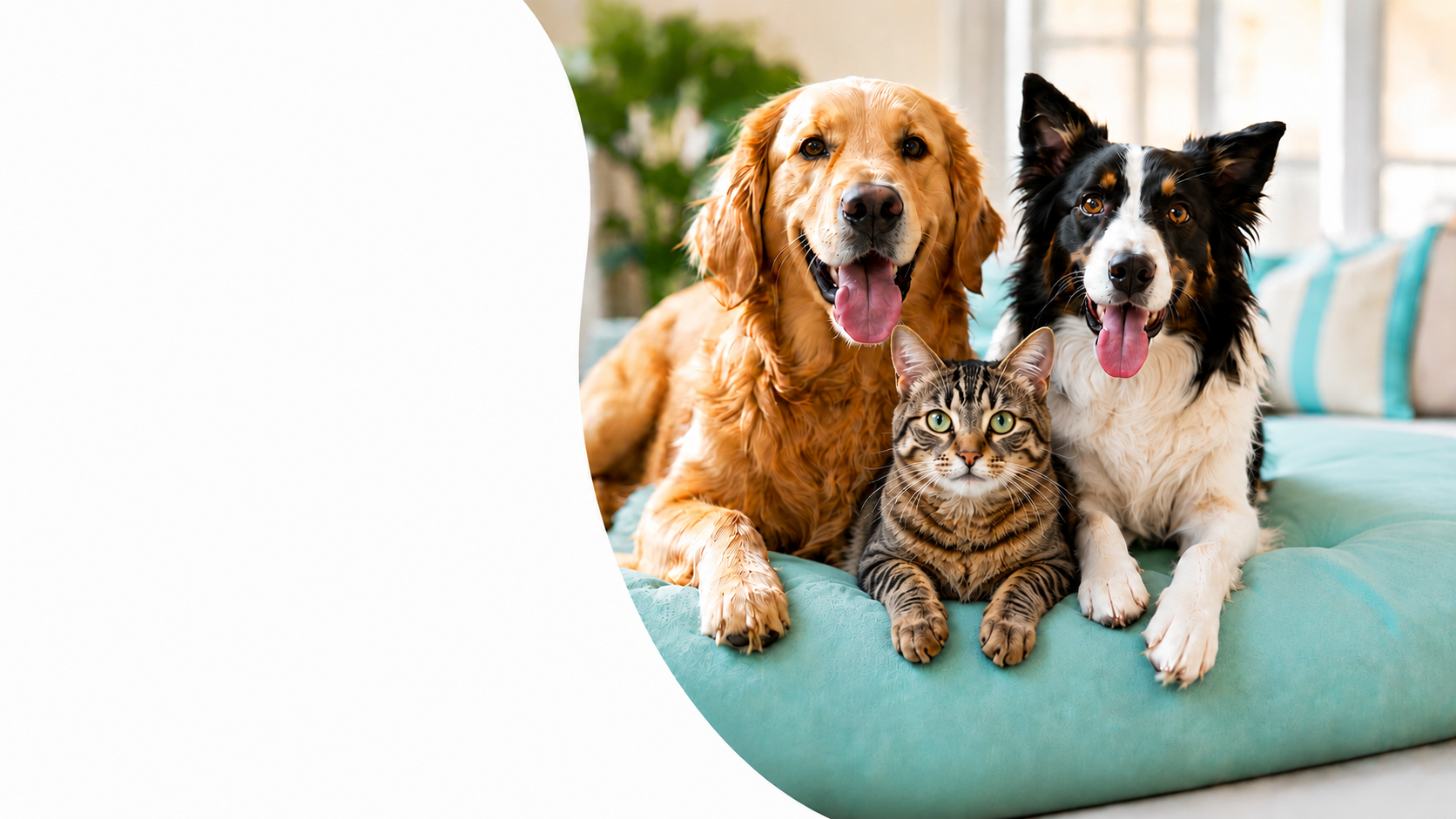 A golden retriever, border collie, and tabby cat relaxing at The Big Dog House