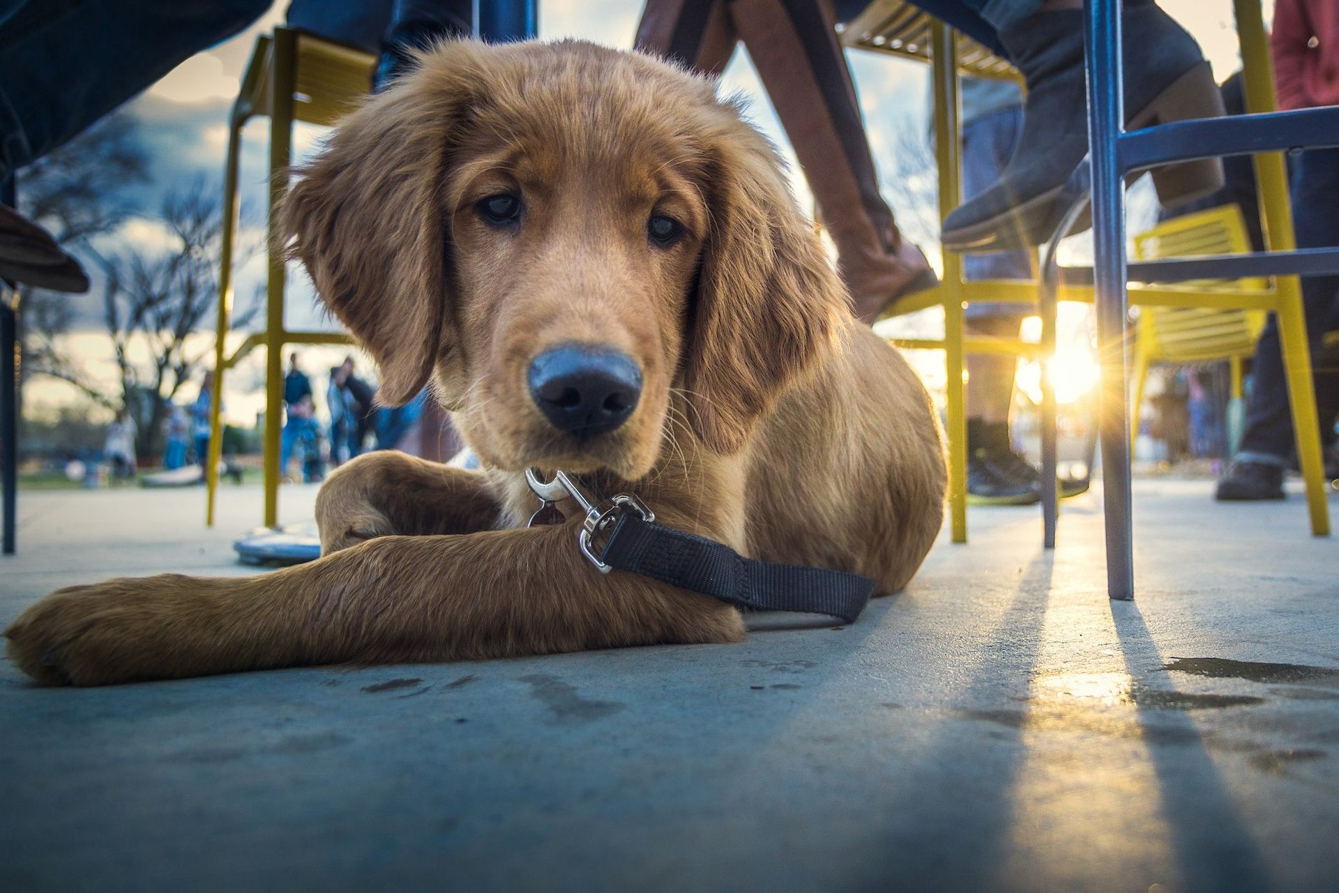 Cachorro em um restaurante ao ar livre