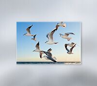 A flock of seagulls are flying over the ocean.