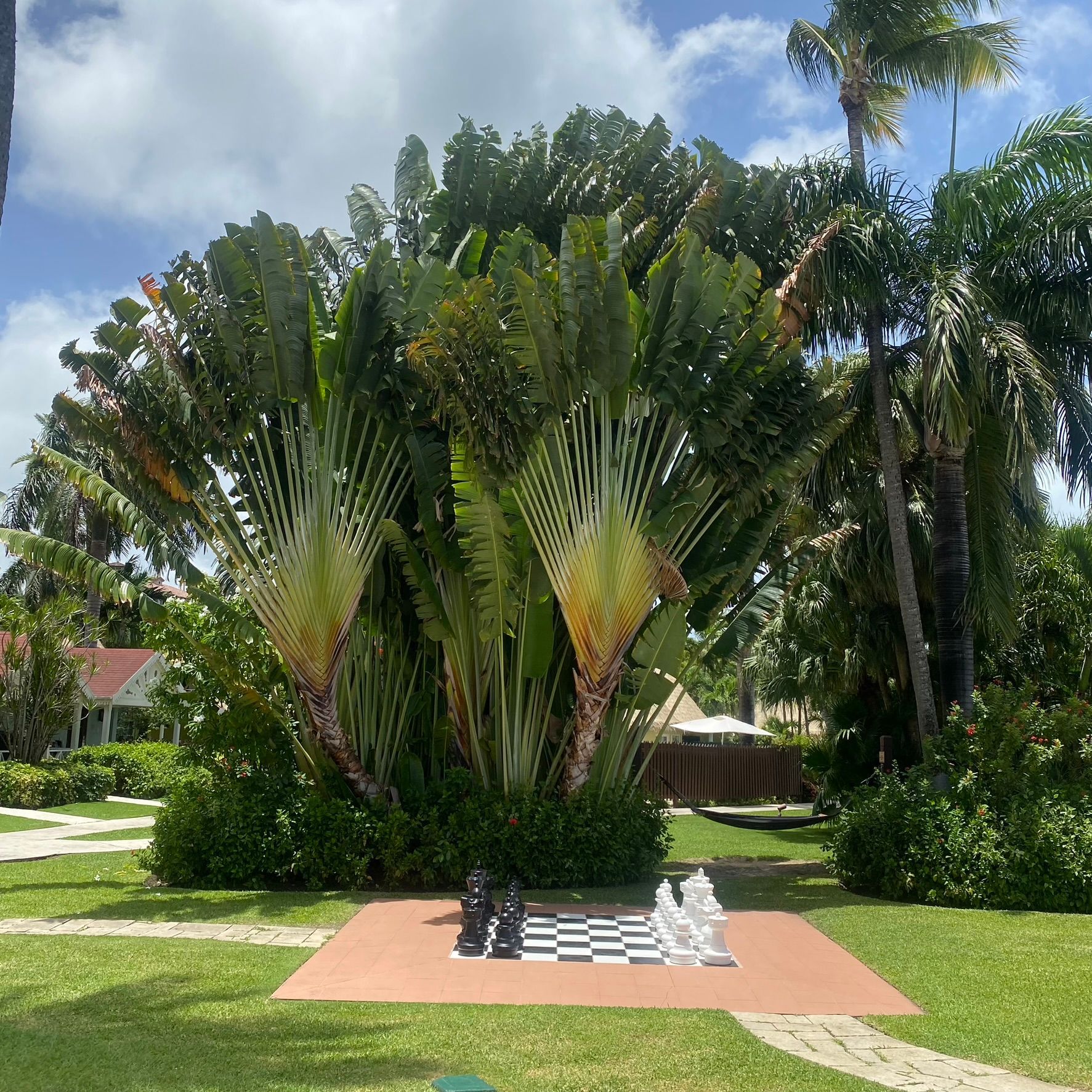 Outdoor chess set on a patio beneath large tropical palms in a sunny garden.