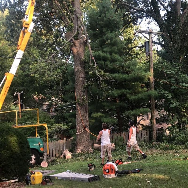 Two workers trimming a large tree in a yard with a cherry picker and chainsaw tools nearby