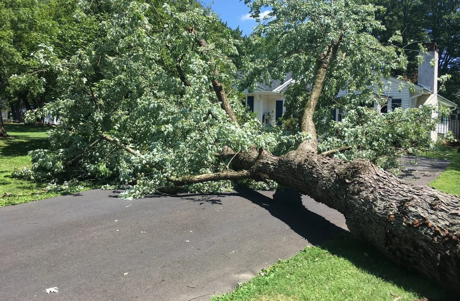 Large fallen tree blocking a driveway in a leafy suburban yard, with branches across the pavement
