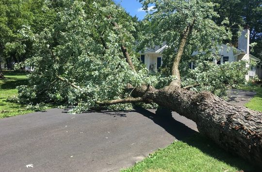 Large fallen tree blocking a driveway in a leafy suburban yard, with branches across the pavement