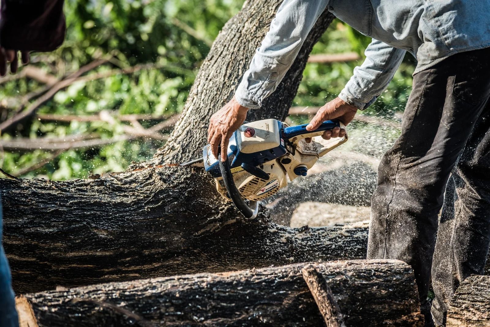 Worker using a chainsaw to cut a fallen tree trunk outdoors, with wood chips flying.