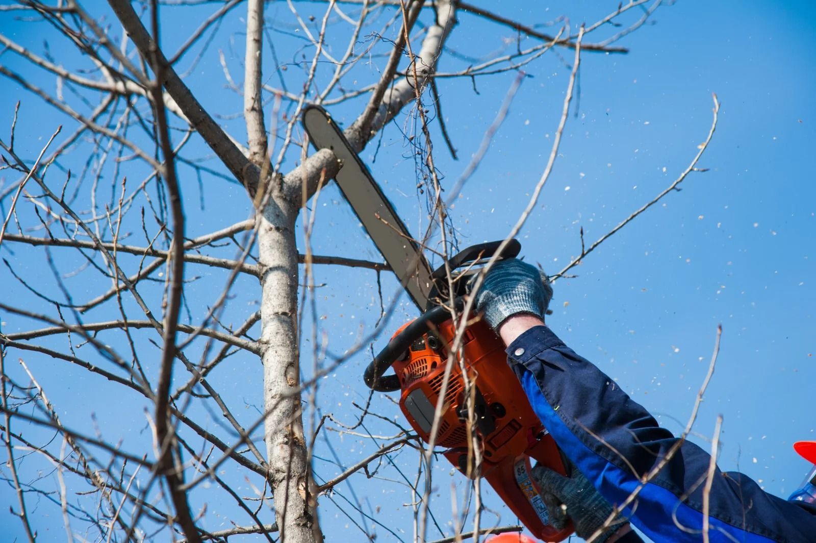 Person using a chainsaw to trim a tree branch against a blue sky