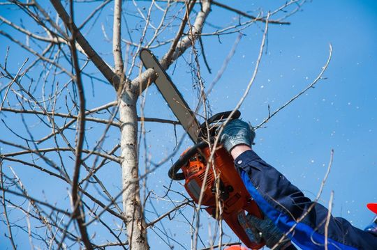 Person using a chainsaw to trim a tree branch against a blue sky