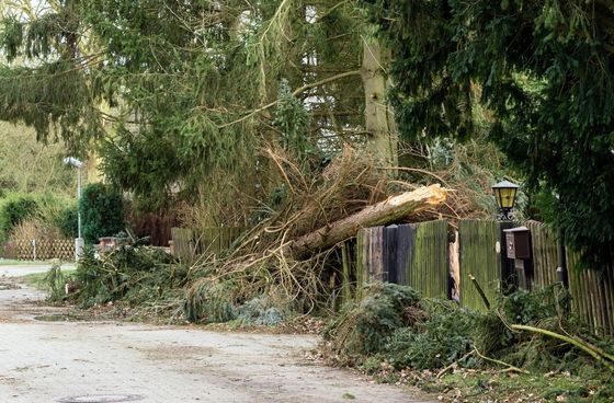 Fallen tree branches blocking a roadside near a fence and lantern in a wooded area