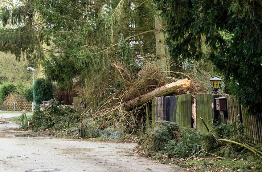 Fallen tree branches blocking a roadside near a fence and lantern in a wooded area