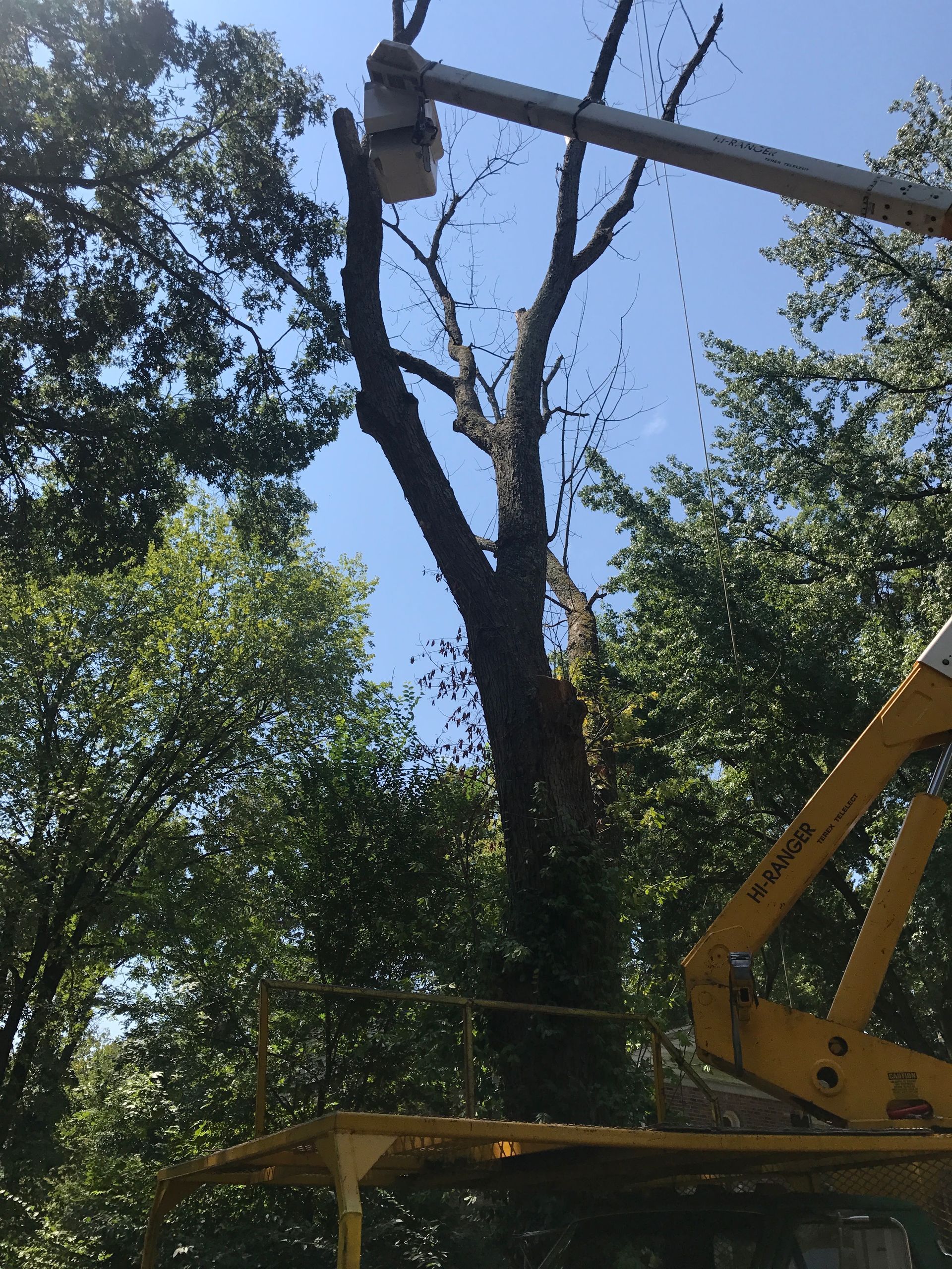 Yellow cherry picker trimming a tall tree against a blue sky