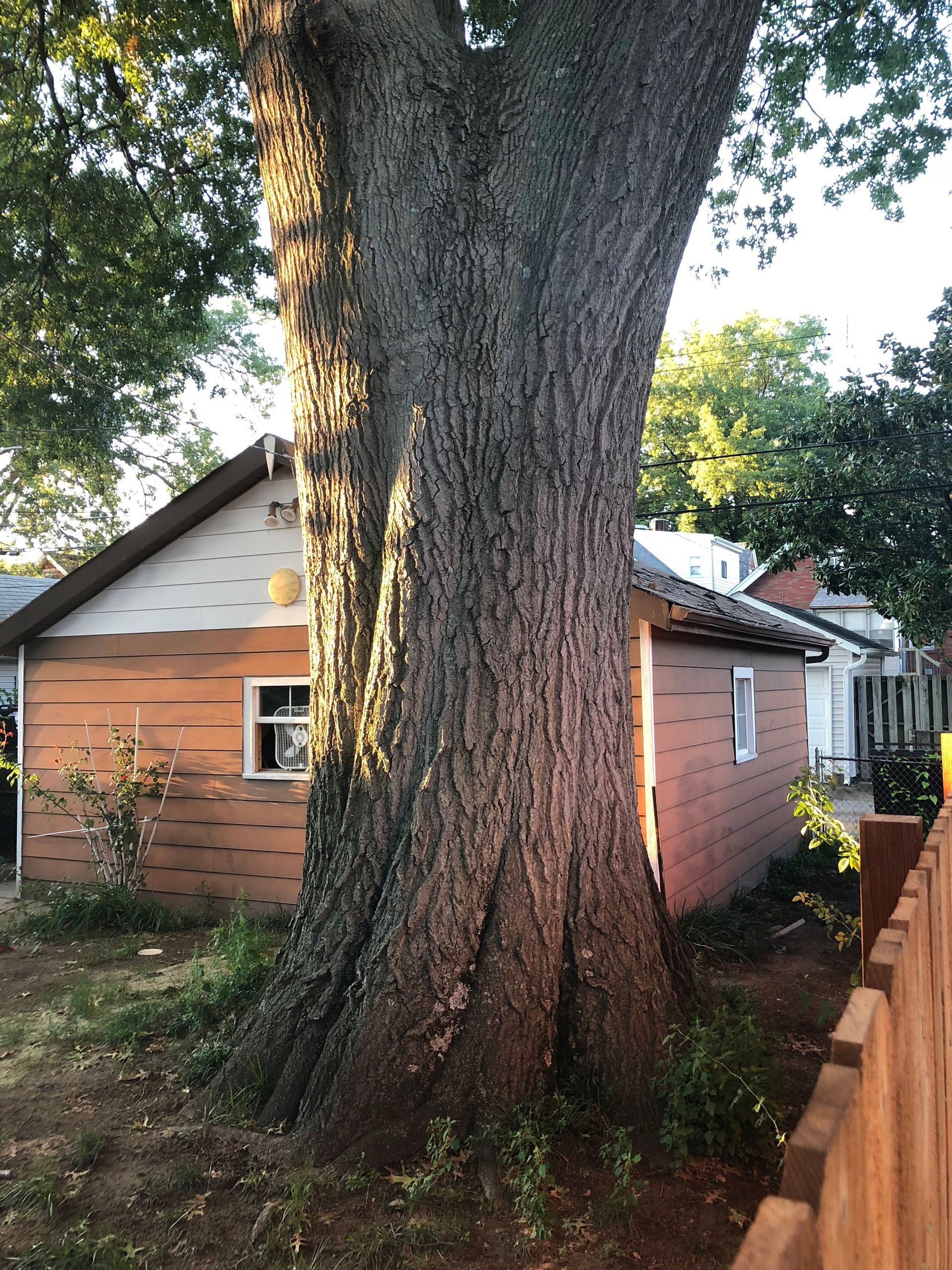 Large tree trunk beside a brick house and wooden fence in a residential yard
