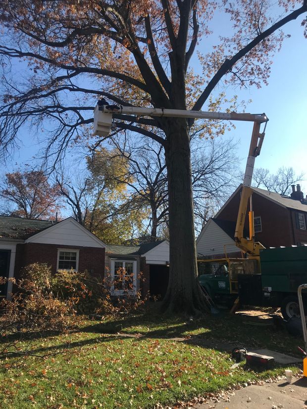 Bucket truck working near a large tree in a residential yard with houses in the background