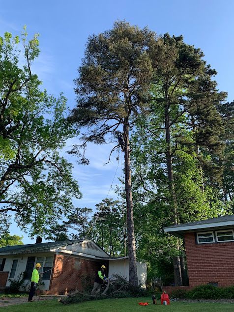 Tall pine trees behind houses in a residential yard under a blue sky.