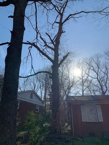 Bare trees and houses under a bright sun in a quiet residential yard