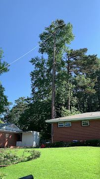 Tall pine tree behind a brick house with a bright green lawn under a clear blue sky