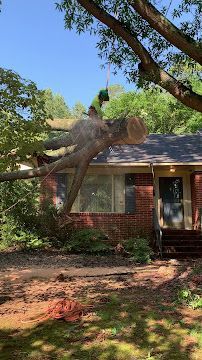Green parrot perched on a tree branch in front of a brick house with a porch