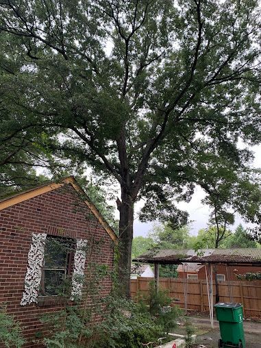 Large tree beside a brick house and wooden fence in a yard with a green trash bin
