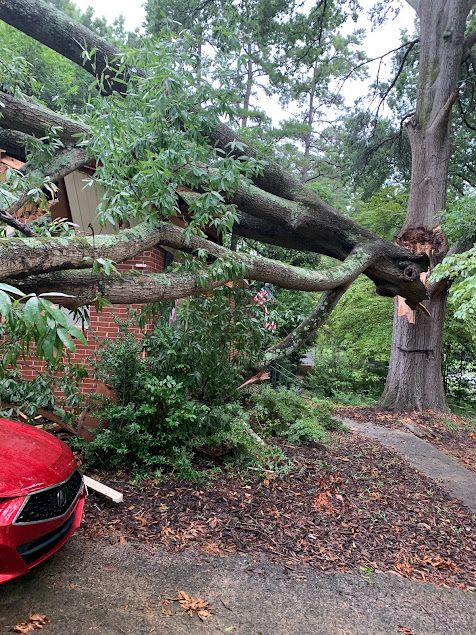 Large fallen tree blocking a driveway beside a red car, with a damaged trunk and branches over the path