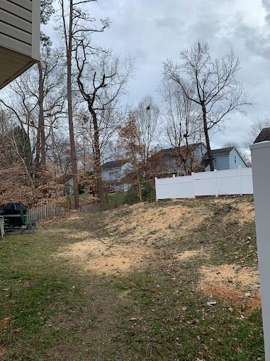 Backyard with leafless trees, patchy grass, and a white fence under a cloudy sky