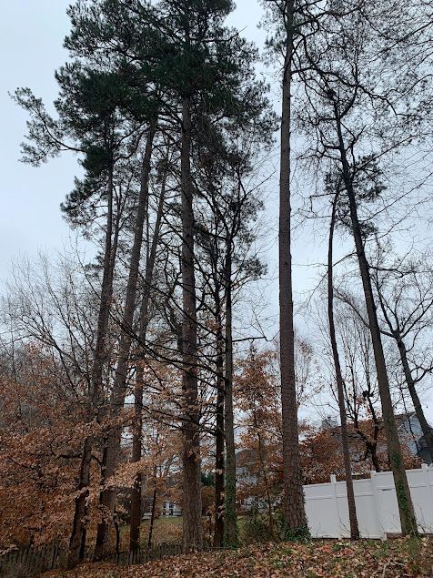 Tall pine trees in a wooded area with bare branches and a white fence in the background.