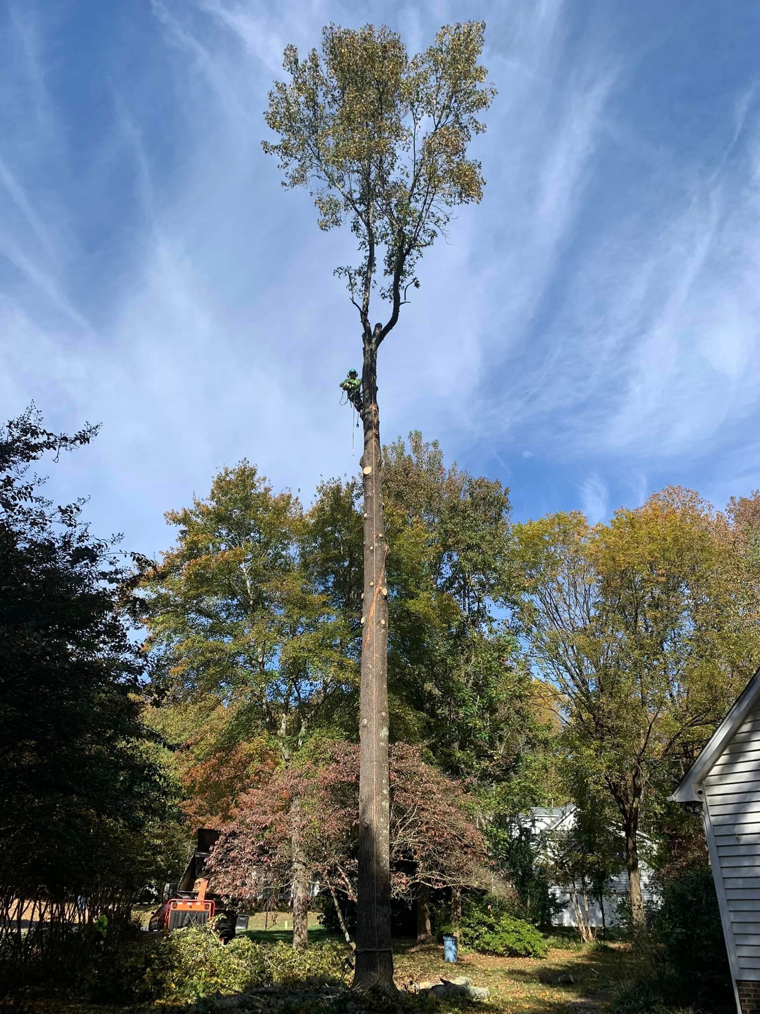 Tall tree being trimmed by a worker, surrounded by other trees, under a blue sky.