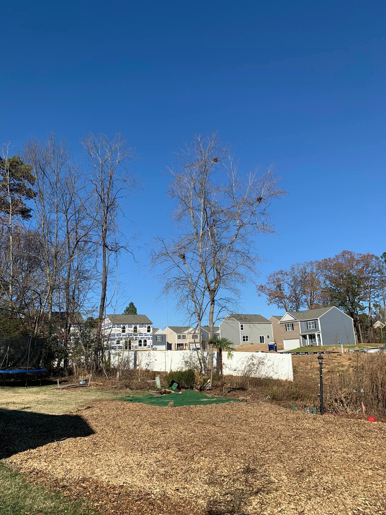 Bare trees against a bright blue sky, with houses in the background on a sunny day.