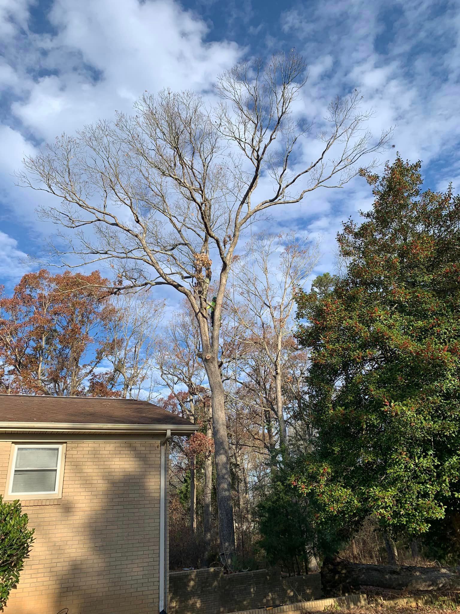Tall bare tree with a large canopy against a partly cloudy blue sky, next to a brick building and a green shrub.