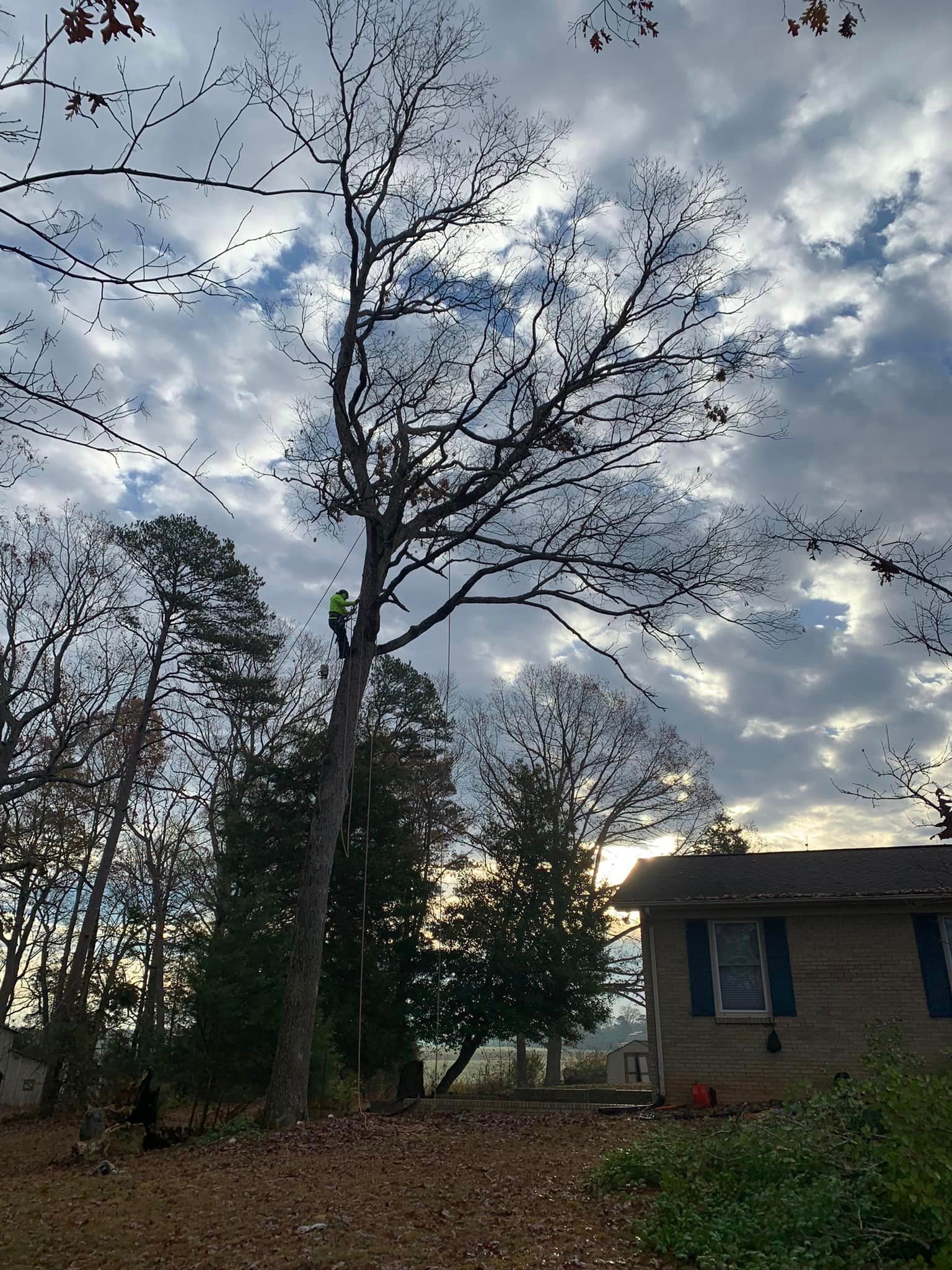 Arborist trimming a tall bare tree near a house under a cloudy sky.