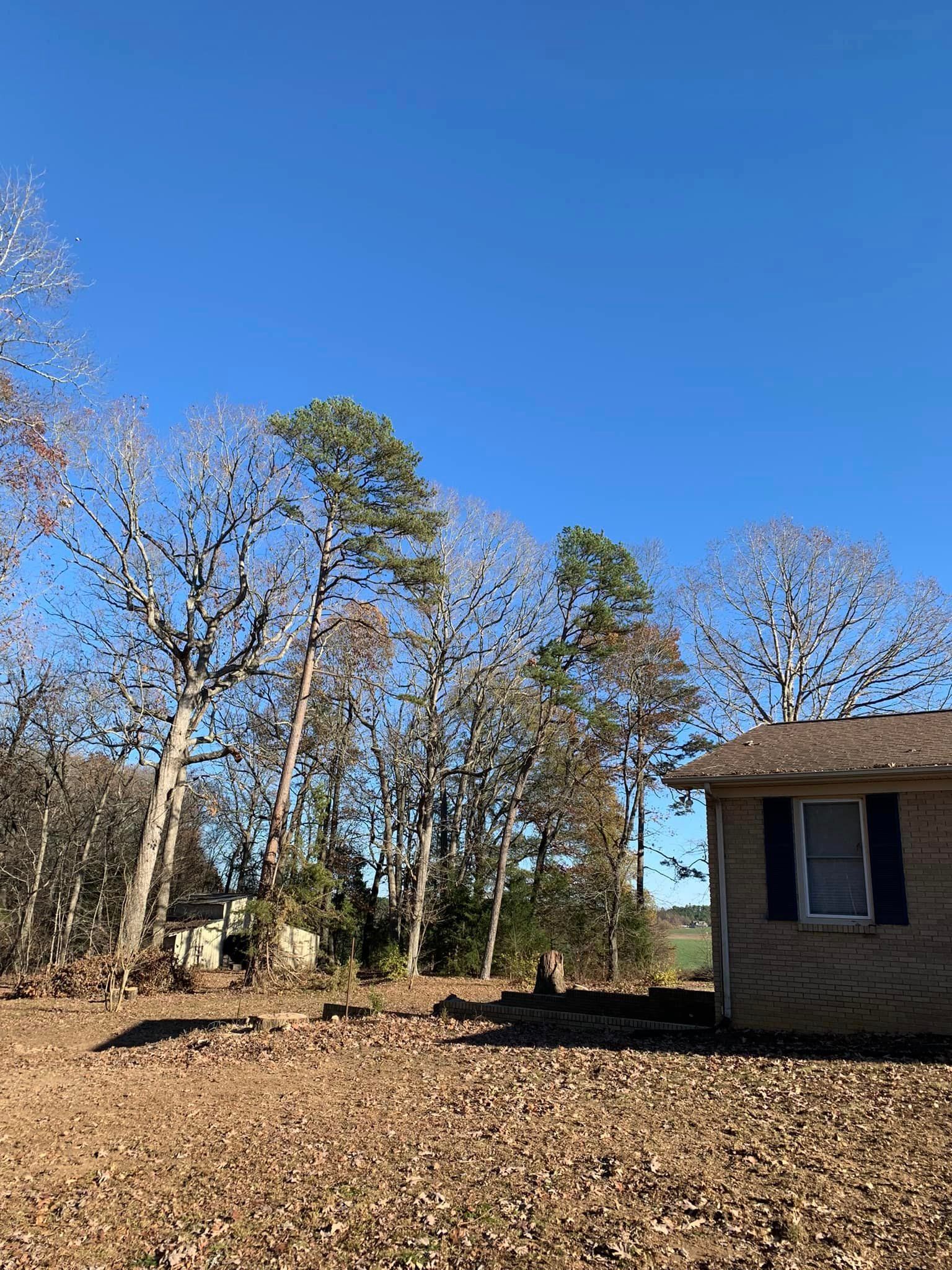 Trees with some green, house, blue sky, and brown fallen leaves.