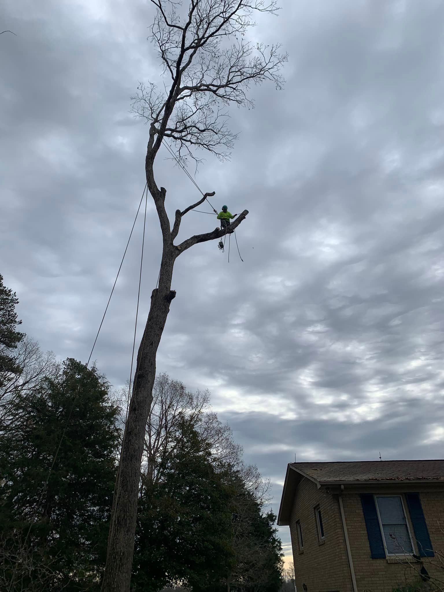 Tree trimmer in a tall tree under cloudy sky. Building to the right.
