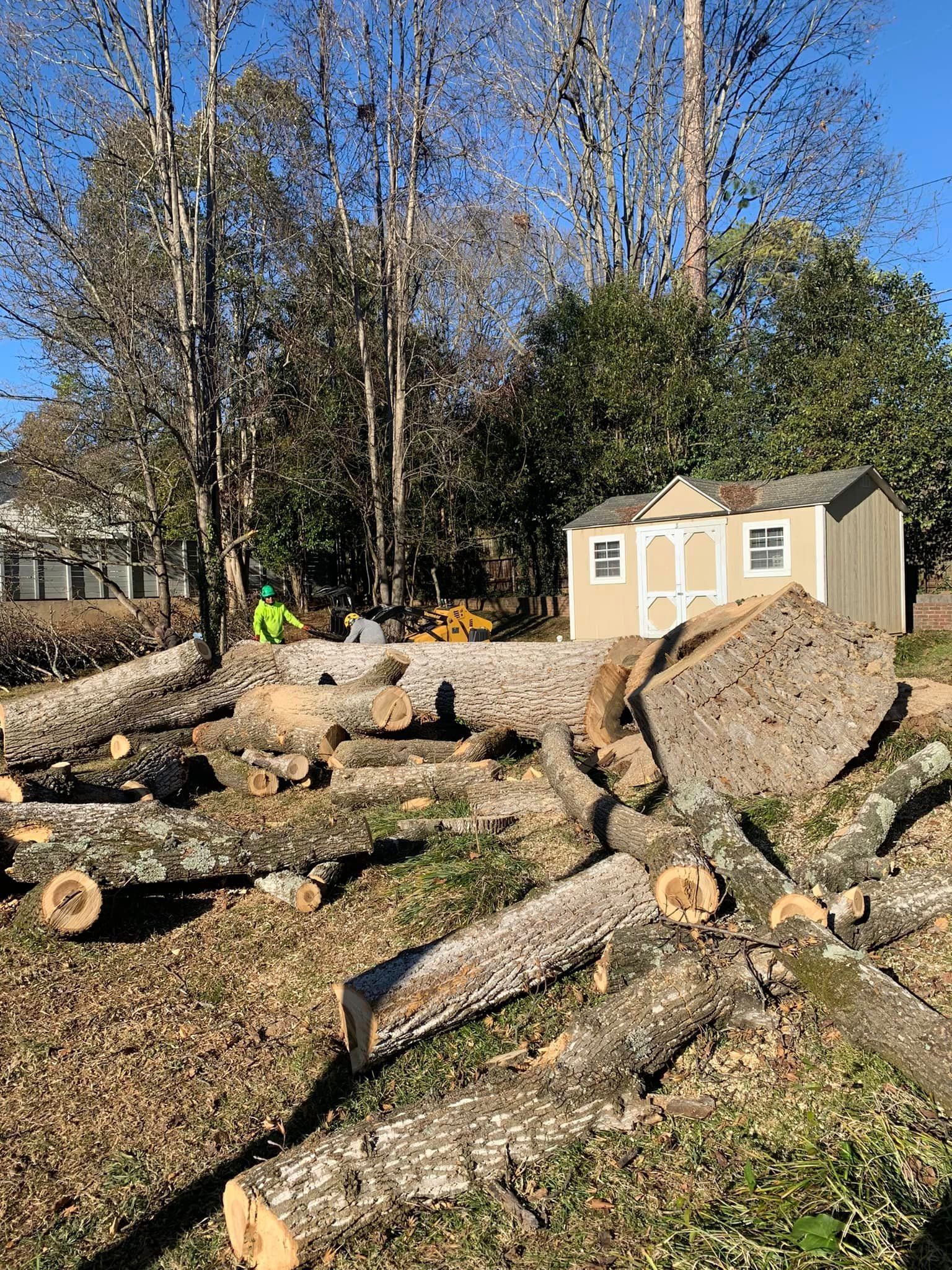 Logs on the ground near a small shed and trees; a person in green working. Outdoors, sunny day.