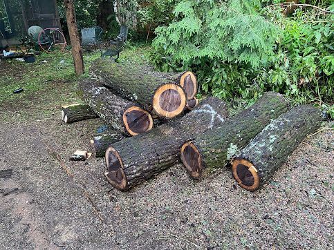 Several cut tree logs laid on a gravel path in a wooded yard.